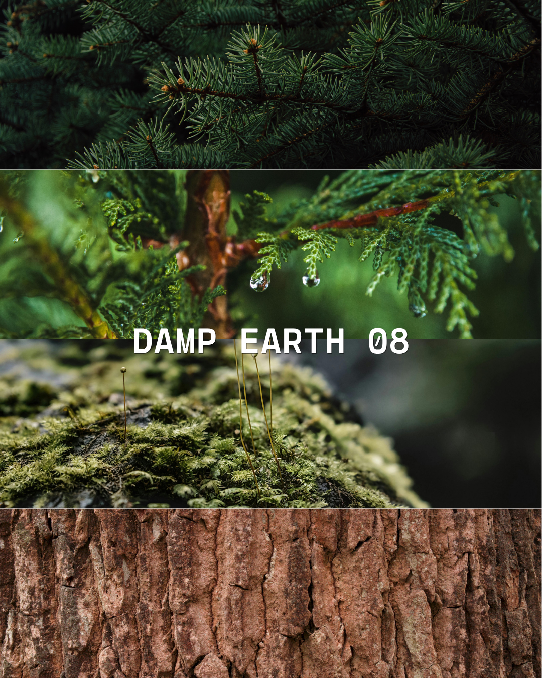 Damp Earth 08