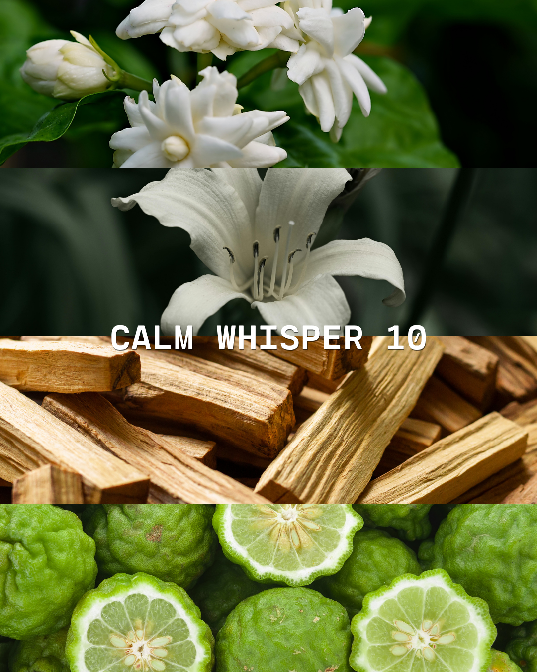 Calm Whisper 10