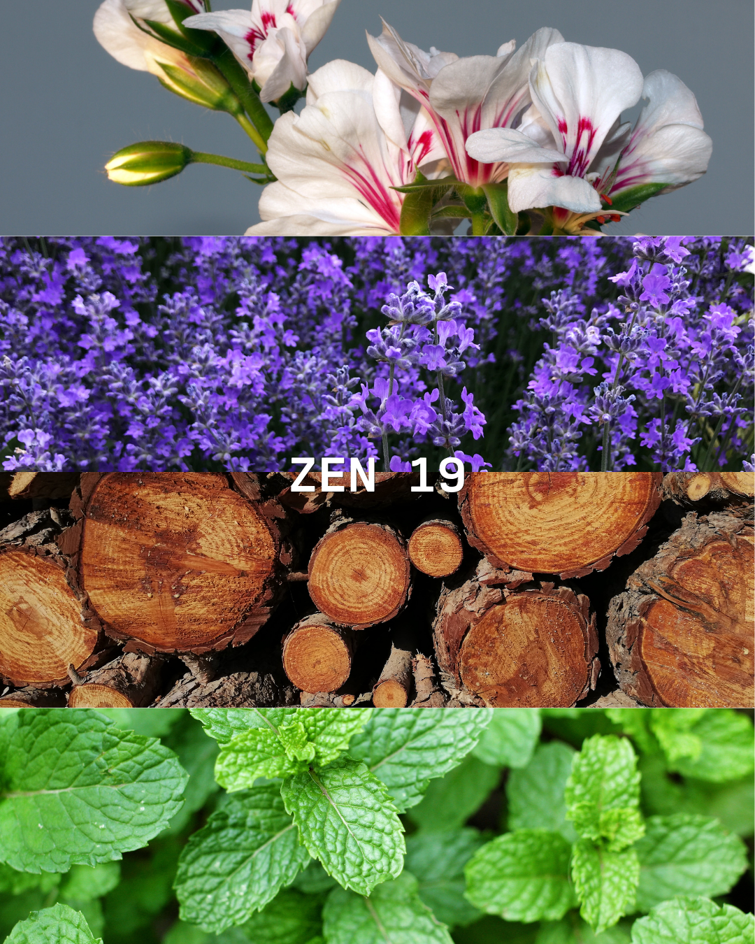 ZEN 19