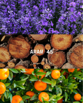 ARAM 45