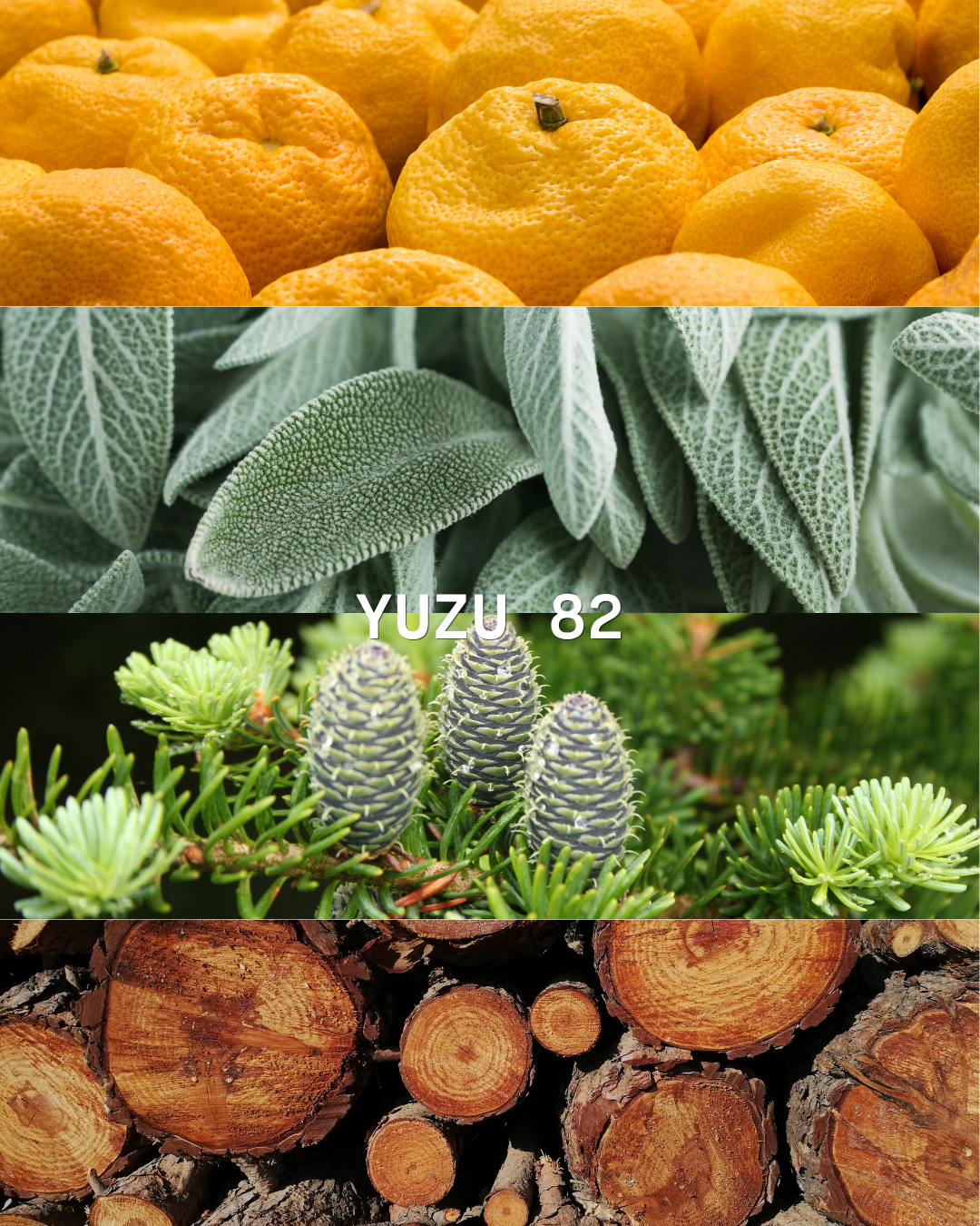 YUZU 82