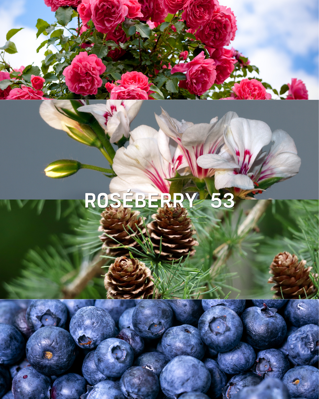 ROSÉBERRY 53